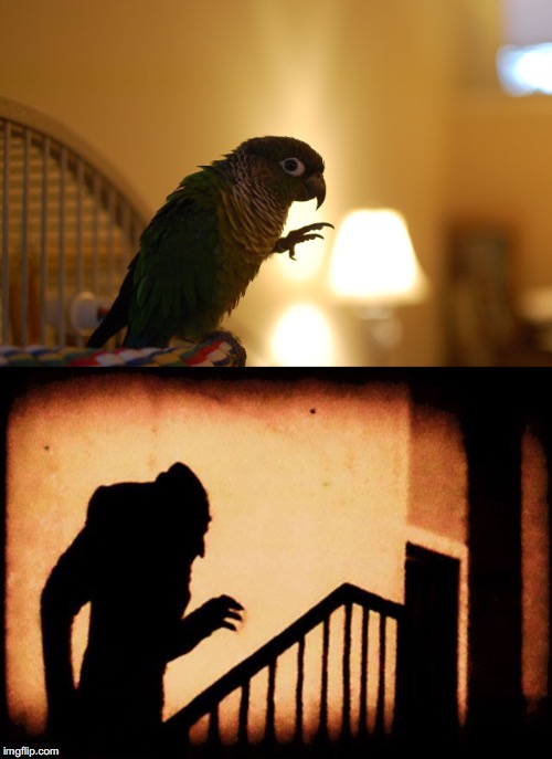 High Quality Scary conure Blank Meme Template