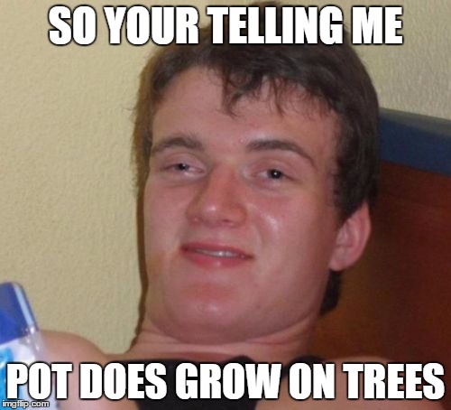 10 Guy | SO YOUR TELLING ME; POT DOES GROW ON TREES | image tagged in memes,10 guy | made w/ Imgflip meme maker