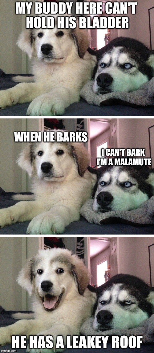 Bad pun dogs | MY BUDDY HERE CAN'T HOLD HIS BLADDER; WHEN HE BARKS; I CAN'T BARK I'M A MALAMUTE; HE HAS A LEAKEY ROOF | image tagged in bad pun dogs | made w/ Imgflip meme maker