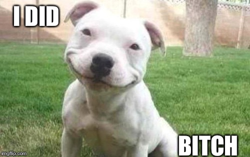 Smiling Pitbull | I DID B**CH | image tagged in smiling pitbull | made w/ Imgflip meme maker