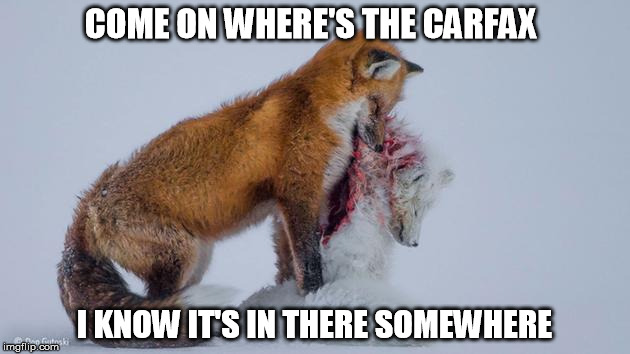 Show me the carfax | COME ON WHERE'S THE CARFAX; I KNOW IT'S IN THERE SOMEWHERE | image tagged in fox | made w/ Imgflip meme maker