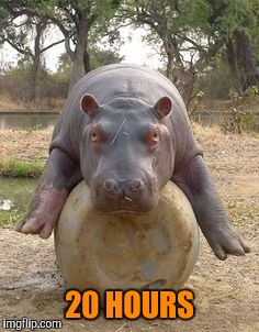 Happy hippo | 20 HOURS | image tagged in happy hippo | made w/ Imgflip meme maker