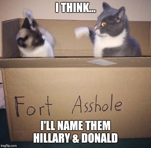 Hillary and Donald  | I THINK... I'LL NAME THEM HILLARY & DONALD | image tagged in hillary clinton,donald trump,white house,presidential race,president 2016 | made w/ Imgflip meme maker