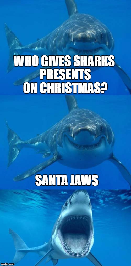 Bad Shark Pun  | WHO GIVES SHARKS PRESENTS ON CHRISTMAS? SANTA JAWS | image tagged in bad shark pun | made w/ Imgflip meme maker