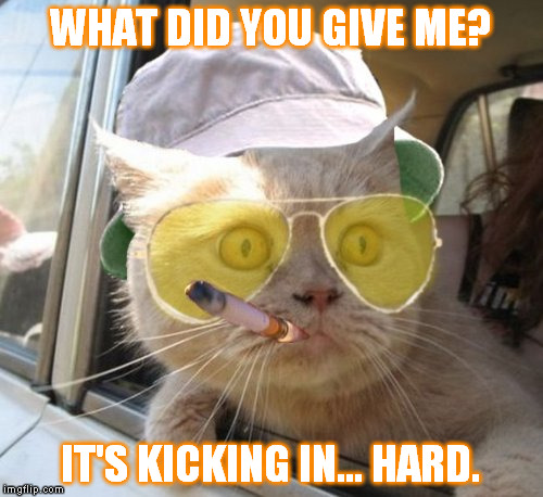Fear And Loathing Cat | WHAT DID YOU GIVE ME? IT'S KICKING IN... HARD. | image tagged in memes,fear and loathing cat | made w/ Imgflip meme maker