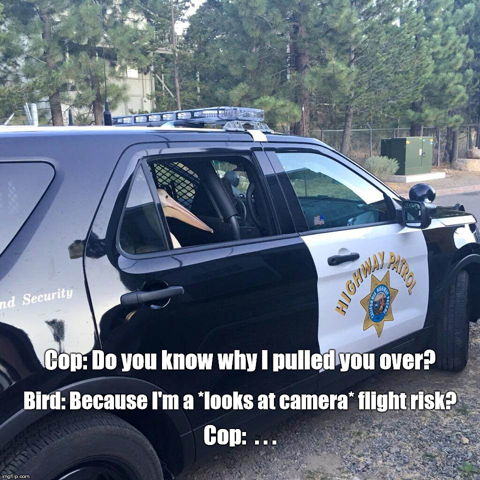 Arrested Bird | Cop: Do you know why I pulled you over? Bird: Because I'm a *looks at camera* flight risk? Cop:  . . . | image tagged in cop,pelicans,arrested,highway,flight | made w/ Imgflip meme maker