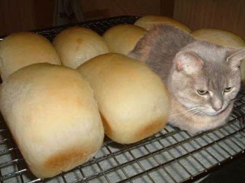 High Quality cat loaf Blank Meme Template
