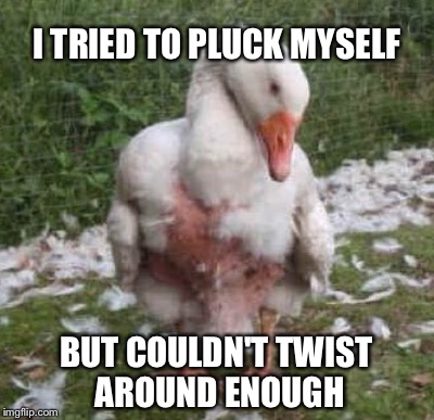 I TRIED TO PLUCK MYSELF BUT COULDN'T TWIST AROUND ENOUGH | made w/ Imgflip meme maker