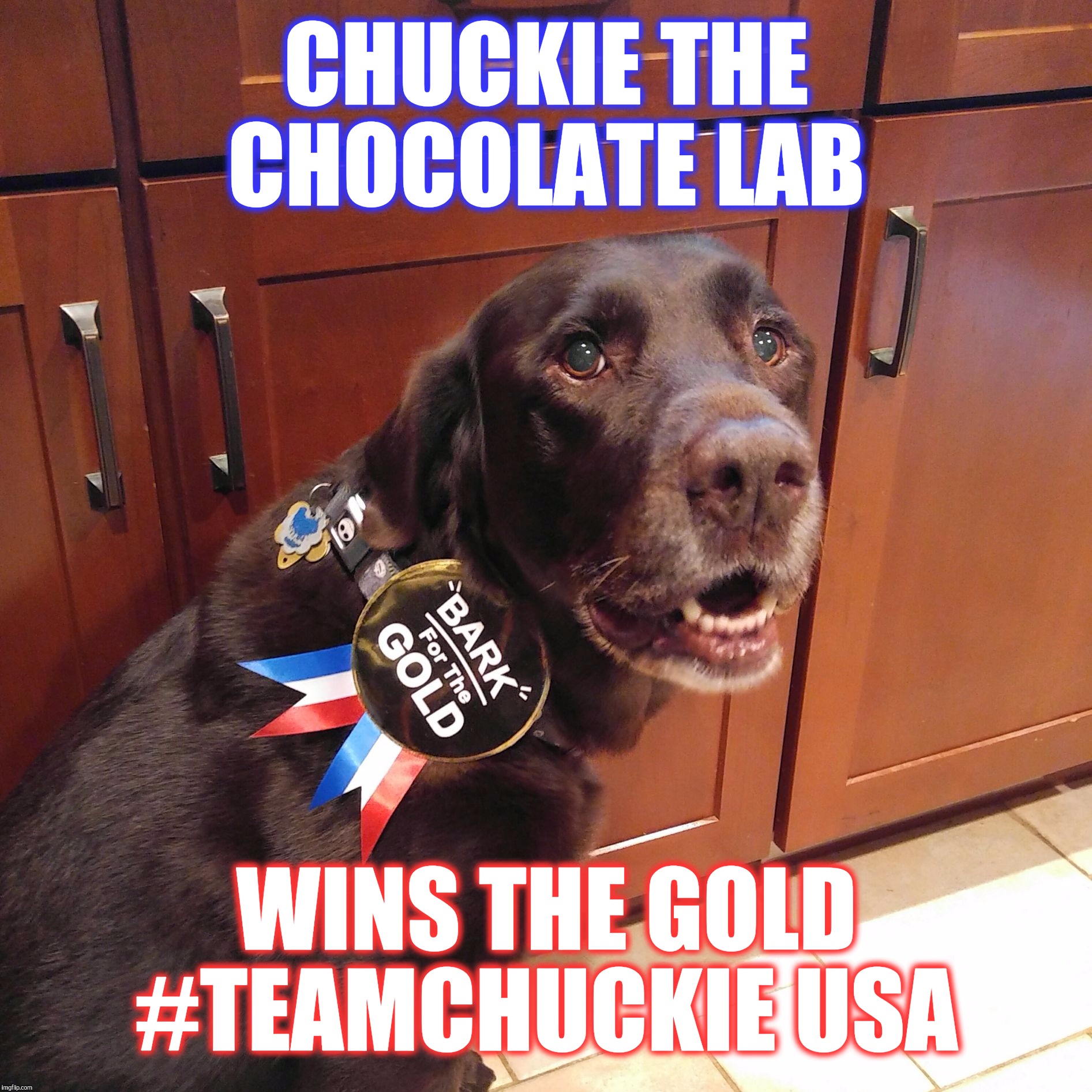 Chuckie the Chocolate Lab wins the gold!  | CHUCKIE THE CHOCOLATE LAB; WINS THE GOLD #TEAMCHUCKIE USA | image tagged in chuckie the chocolate lab,olympics,2016 olympics,gold medal,bark,funny memes | made w/ Imgflip meme maker