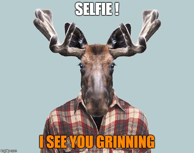 Mooseman | SELFIE ! I SEE YOU GRINNING | image tagged in moose,mooseman,selfie | made w/ Imgflip meme maker