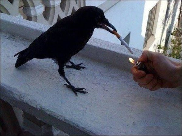 High Quality raven smoking Blank Meme Template