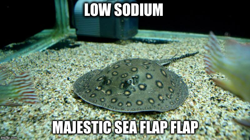 Low Sodium Majestic Sea Flap Flap | LOW SODIUM; MAJESTIC SEA FLAP FLAP | image tagged in fresh water stingray | made w/ Imgflip meme maker