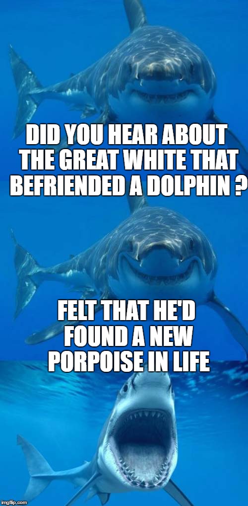 Bad Shark Pun  | DID YOU HEAR ABOUT THE GREAT WHITE THAT BEFRIENDED A DOLPHIN ? FELT THAT HE'D FOUND A NEW PORPOISE IN LIFE | image tagged in bad shark pun,memes,bad pun,shark | made w/ Imgflip meme maker