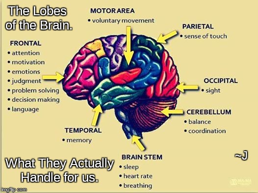 Our Brain ~ How it works! | The Lobes of the Brain. What They Actually Handle for us. ~J | image tagged in memes,medical,healthcare | made w/ Imgflip meme maker