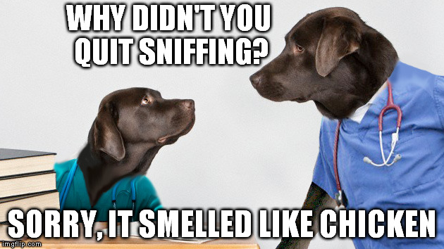 WHY DIDN'T YOU QUIT SNIFFING? SORRY, IT SMELLED LIKE CHICKEN | made w/ Imgflip meme maker