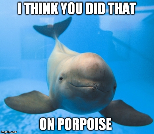 I THINK YOU DID THAT ON PORPOISE | made w/ Imgflip meme maker