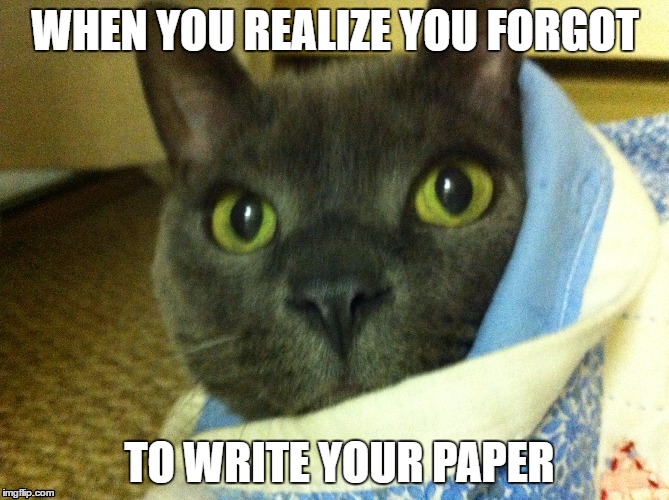 Sunday Night | WHEN YOU REALIZE YOU FORGOT; TO WRITE YOUR PAPER | image tagged in college,cat,homework | made w/ Imgflip meme maker