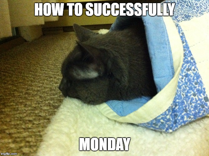 How to Monday | HOW TO SUCCESSFULLY; MONDAY | image tagged in monday,cat | made w/ Imgflip meme maker