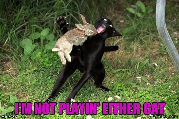 I'M NOT PLAYIN' EITHER CAT | made w/ Imgflip meme maker