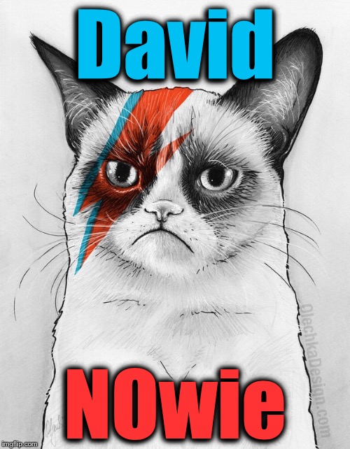 David; NOwie | image tagged in grumpy cat,memes,funny,evilmandoevil | made w/ Imgflip meme maker