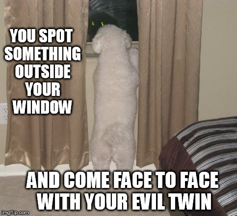 YOU SPOT SOMETHING OUTSIDE YOUR WINDOW; AND COME FACE TO FACE WITH YOUR EVIL TWIN | image tagged in puppy,poodle,dog,evil,window,reflection | made w/ Imgflip meme maker