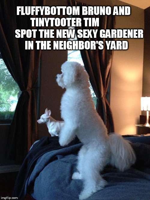 FLUFFYBOTTOM BRUNO AND TINYTOOTER TIM                SPOT THE NEW SEXY GARDENER   IN THE NEIGHBOR'S YARD | image tagged in cute puppies,puppies,chihuahua,poodle,gay,homosexual | made w/ Imgflip meme maker