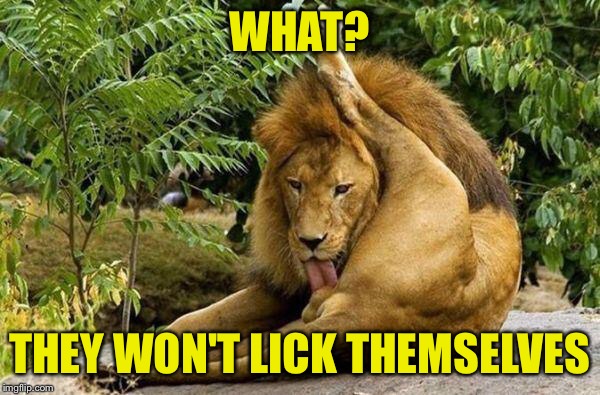 lion licking balls | WHAT? THEY WON'T LICK THEMSELVES | image tagged in lion licking balls | made w/ Imgflip meme maker