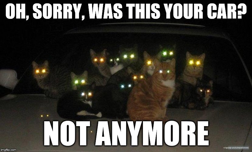 Beware the Third Street Furballs. | OH, SORRY, WAS THIS YOUR CAR? NOT ANYMORE | image tagged in cats,car | made w/ Imgflip meme maker