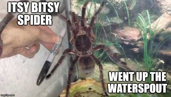 Itsy Bitsy Spider | ITSY BITSY SPIDER; WENT UP THE WATERSPOUT | image tagged in large,spider | made w/ Imgflip meme maker