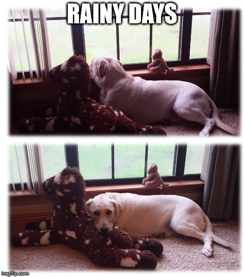 RAINY DAYS | image tagged in dog humor,cute pics,cute dog | made w/ Imgflip meme maker