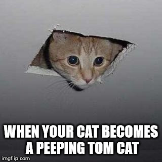 Observe The Behavior Of The Spyous Felis Catus In Its Natural Habitat | WHEN YOUR CAT BECOMES A PEEPING TOM CAT | image tagged in memes,ceiling cat | made w/ Imgflip meme maker