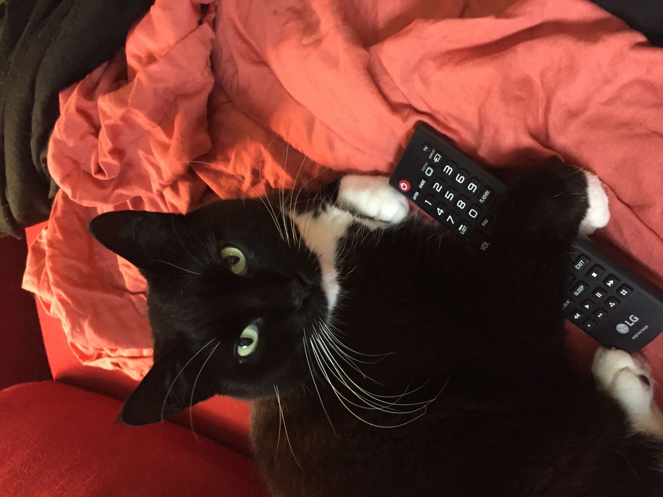 Remote Cat Blank Meme Template