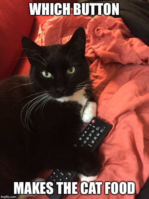 Remote Cat | WHICH BUTTON; MAKES THE CAT FOOD | image tagged in remote cat | made w/ Imgflip meme maker