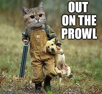 OUT ON THE PROWL | made w/ Imgflip meme maker