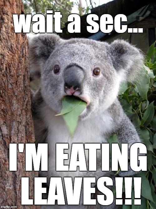 LEAVES!?! | wait a sec... I'M EATING LEAVES!!! | image tagged in memes,surprised koala | made w/ Imgflip meme maker