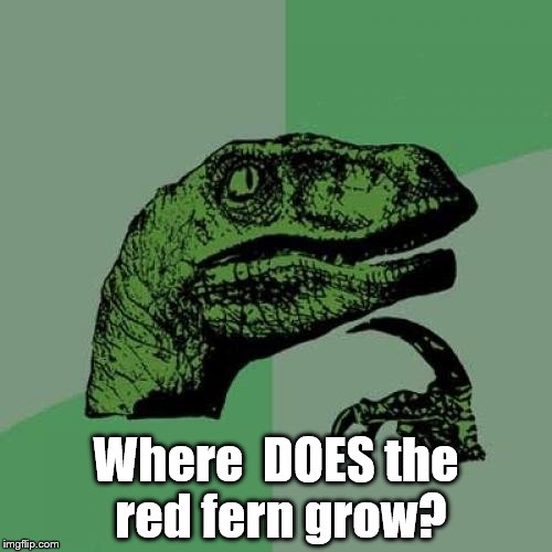 Philosoraptor | Where  DOES the red fern grow? | image tagged in memes,philosoraptor | made w/ Imgflip meme maker