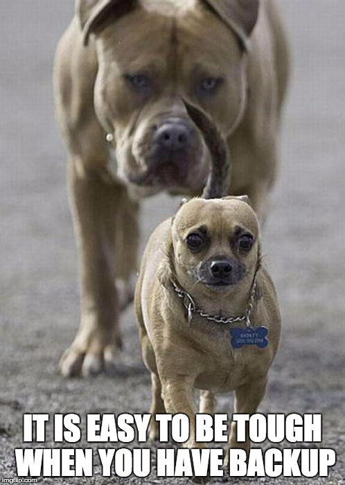 Dogs | IT IS EASY TO BE TOUGH WHEN YOU HAVE BACKUP | image tagged in dogs | made w/ Imgflip meme maker