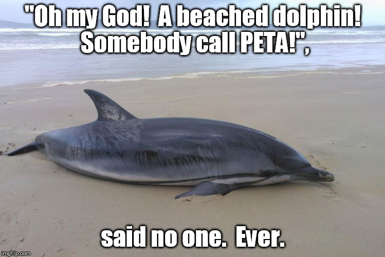 Who ya gonna call?  No, not GhostBusters.  In San Diego, we call SeaWorld. | "Oh my God!  A beached dolphin!  Somebody call PETA!", said no one.  Ever. | image tagged in memes,political,peta,seaworld,said no one ever | made w/ Imgflip meme maker