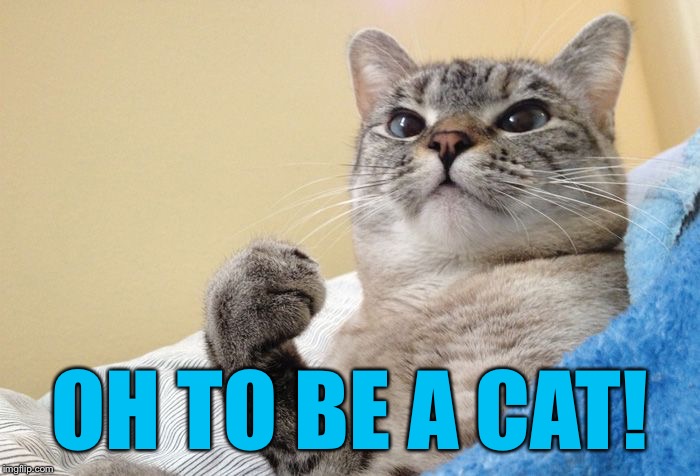 Success Cat #1 | OH TO BE A CAT! | image tagged in success cat 1 | made w/ Imgflip meme maker