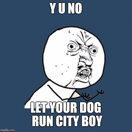 Y U No | Y U NO; LET YOUR DOG RUN CITY BOY | image tagged in memes,y u no | made w/ Imgflip meme maker