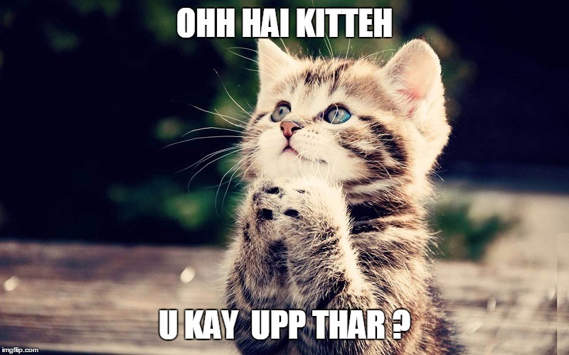 OHH HAI KITTEH U KAY  UPP THAR ? | made w/ Imgflip meme maker