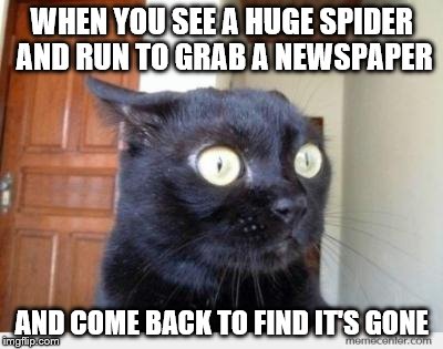Paranoia fuel at its finest. | WHEN YOU SEE A HUGE SPIDER AND RUN TO GRAB A NEWSPAPER; AND COME BACK TO FIND IT'S GONE | image tagged in scared cat,spider,oh crap,paranoid | made w/ Imgflip meme maker
