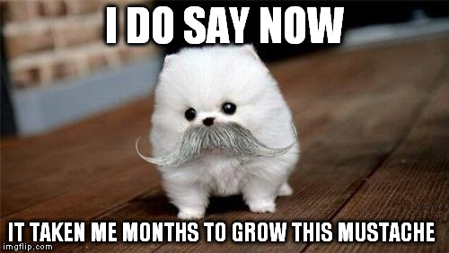 Mustache Dog | I DO SAY NOW; IT TAKEN ME MONTHS TO GROW THIS MUSTACHE | image tagged in funny dogs | made w/ Imgflip meme maker