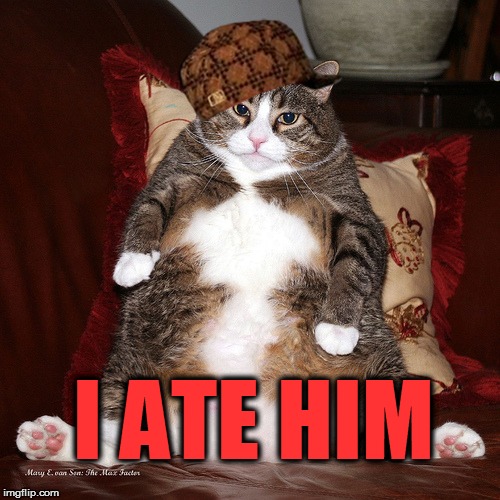 I ATE HIM | image tagged in fat kitty,scumbag | made w/ Imgflip meme maker