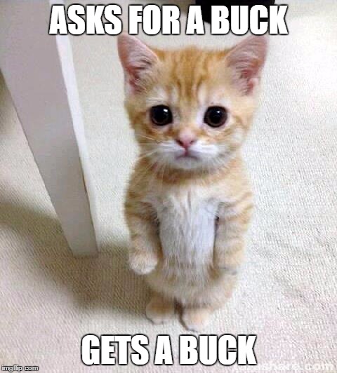 Cute Cat | ASKS FOR A BUCK; GETS A BUCK | image tagged in memes,cute cat | made w/ Imgflip meme maker