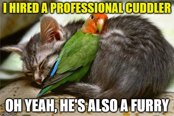 I Hired a Professional Cuddler | I HIRED A PROFESSIONAL CUDDLER; OH YEAH, HE'S ALSO A FURRY | image tagged in parrot,cat,kitten,cuddler,professional | made w/ Imgflip meme maker