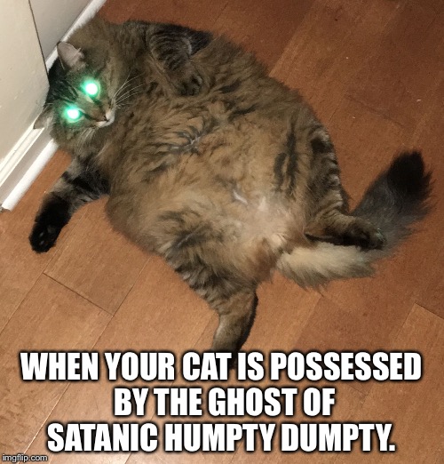 WHEN YOUR CAT IS POSSESSED BY THE GHOST OF SATANIC HUMPTY DUMPTY. | image tagged in demon cat | made w/ Imgflip meme maker