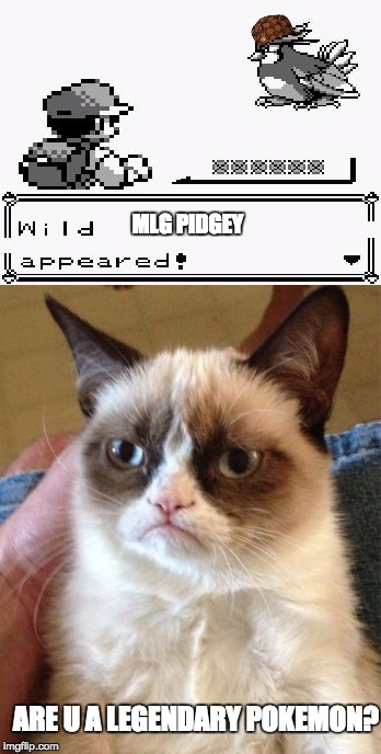 grumpy cat plays pokemon | MLG PIDGEY; ARE U A LEGENDARY POKEMON? | image tagged in pokemon meme,pidgey,pokemon,grumpy cat,memes,funny | made w/ Imgflip meme maker