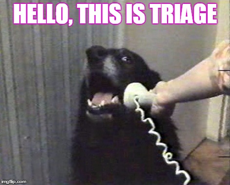 hello this is dog | HELLO, THIS IS TRIAGE | image tagged in hello this is dog | made w/ Imgflip meme maker