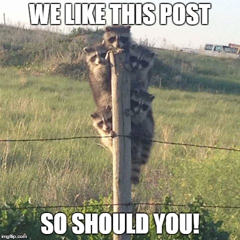 Just don't lick it... | WE LIKE THIS POST; SO SHOULD YOU! | image tagged in raccoon,memes,animal meme | made w/ Imgflip meme maker